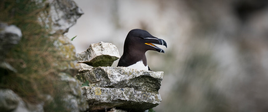 Razorbill on a Cliff Edge