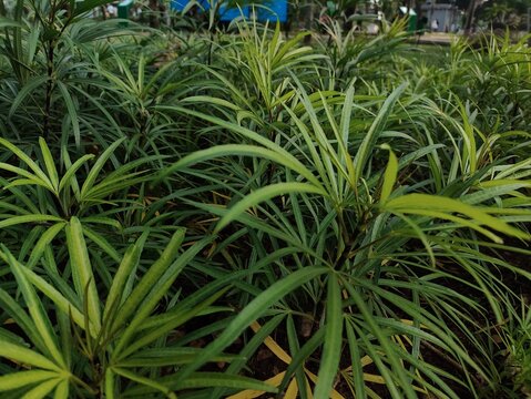 ​Close up view of dense green podocarpus macrophyllus leaves growing in a park.