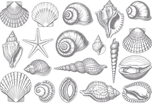 Collection of hand-drawn seashells and starfish in style