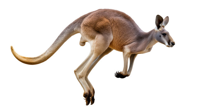 Red kangaroo hopping side view light brown fur, long tail