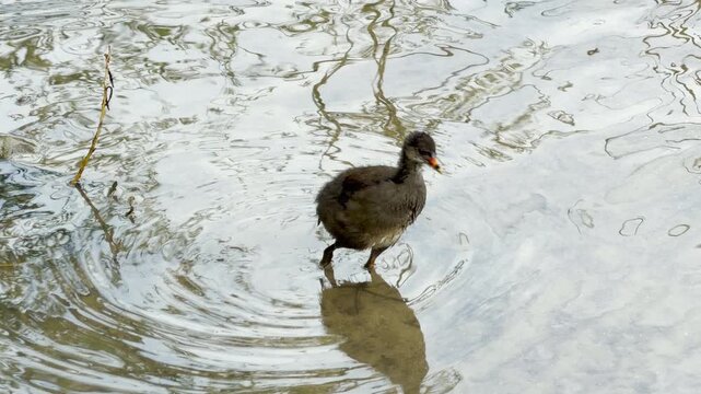A young moorhen chick steps through rippling, shallow water while searching for food. Its subtle leg movements blend into the gentle waves and the distant background sound of a lively spring park.