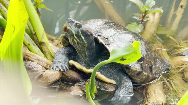 A single red-eared slider turtle sits peacefully in dense aquatic vegetation. Its calm behavior is accompanied by the relaxing sound of running water and birds singing in the background.