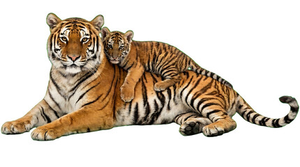 Obraz premium Adult Tiger and Cub Isolated on White Background Wildlife Family Portrait