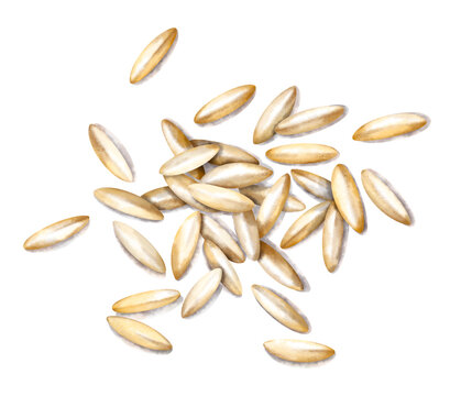 Watercolor hand drawn pile of white rice grains with soft shadow isolated on a white. Aesthetic delicate illustration of handful of rice. For menu design, recipe, culinary, restaurant, food projects