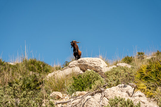 View of a wild goat with horns standing on a rocky outcrop surrounded by Mediterranean vegetation under a clear blue sky in Andratx, Balearic Islands, Spain.