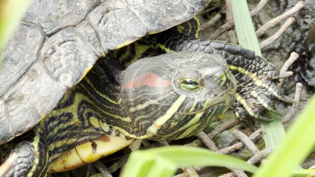 A red-eared slider turtle crawls over a wire mesh fence. The movement of the turtle blends with the relaxing sounds of running water and birds singing nearby.