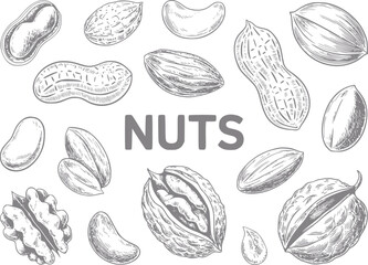 Fototapeta premium Hand-drawn of assorted nuts with the word nuts