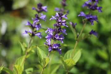 Obraz premium Nepeta manchuriensis. A close up of the blooming plant catmint in garden. Manchu Blue.