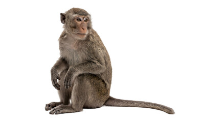 Monkey sitting upright and facing forward with a long tail and detailed brown fur as a PNG on isolated transparent background © Inkartia
