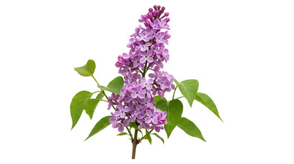 Lilac stem with a tall upright pink purple flower spike and heart shaped green leaves as PNG on isolated transparent background © Inkartia