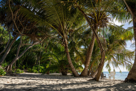 View of lush palm trees leaning over a white sandy beach with two chairs by the turquoise ocean in Dhigurah, Alif Dhaal Atoll, Maldives.