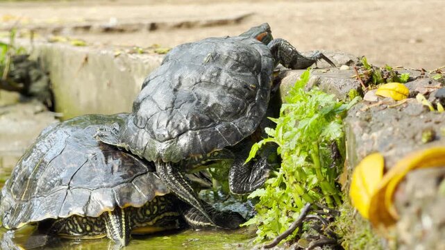 Two large turtles crawl over each other to climb a stone wall. Their claws scratch sharply against the hard concrete over the constant, low hum of city park traffic.