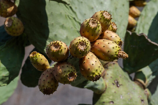 Close-up of ripening prickly pear fruits, Opuntia ficus-indica, showing yellow tones, spines, and natural textures in warm sunlight