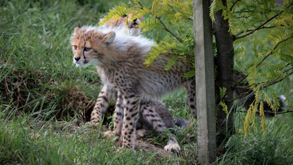 Two Young Cheetahs Resting on Grass © Ian