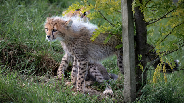 Two Young Cheetahs Resting on Grass