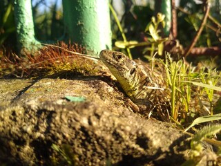 Fototapeta premium Detailed Close Up of Sand Lizard in Natural Garden Habitat