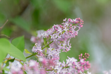 Fototapeta premium Elegant lilac and purple clusters create wedding and seasonal ambiance. Charming lilac sprigs with light atmosphere perfect for wedding stationery and gardenthemed campaigns