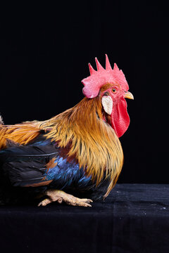 Studio portrait of a proud colorful Golden Leghorn Roostershowcasing golden hackle feathers and a bright red comb against a minimalist dark backdrop.