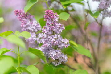 Fototapeta premium Lavender blooms in warm light. Amethyst petals radiate during evening glow. Gentle lilac flowers shine under warm golden light with calming background bokeh effects