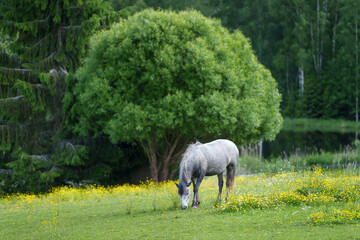 horses in the field © talavietis