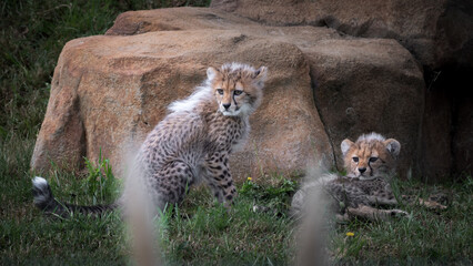 Two Young Cheetahs Resting on Grass © Ian