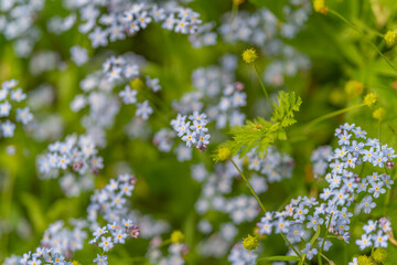 Fototapeta premium Delicate tiny blue flowers create natural seasonal patterns for design. Gentle springtime blue floral arrangements form subtle textures suitable for various creative projects