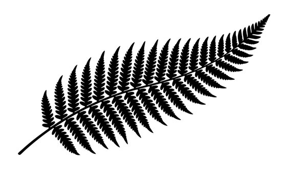 Fern leaf frond silver fern black silhouette vector botanical element