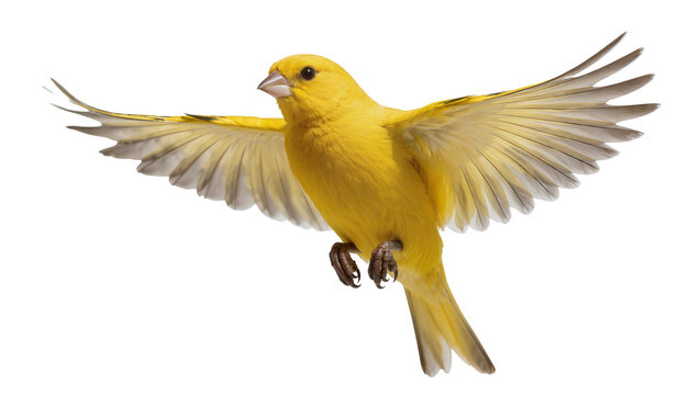Yellow canary bird with wings spread in flight