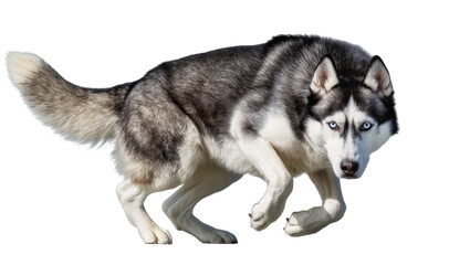 Siberian Husky dog running with blue eyes © Natalia