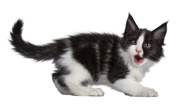 Black and white fluffy kitten with open mouth