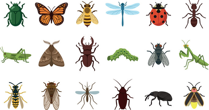 Detailed Insect and Bug Vector Collection Featuring Butterfly Honeybee Dragonfly Beetle Ladybug Grasshopper Praying Mantis and Caterpillar for Biology Science Education Designs