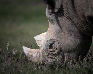 Close up Black Rhinoceros Feeding on Grass © Ian