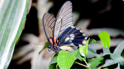 butterfly on a flower © lazalnik
