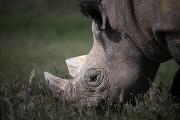 Close up Black Rhinoceros Feeding on Grass © Ian