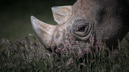 Close up Black Rhinoceros Feeding on Grass © Ian
