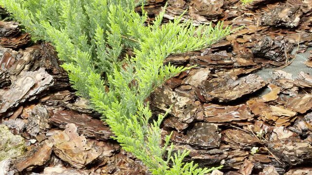 Heavy rain drenches a bright green juniper shrub and the dark pine bark mulch surrounding it. The downpour creates a soft, rustling patter on the needles, accompanied by deep, rolling thunder sound.
