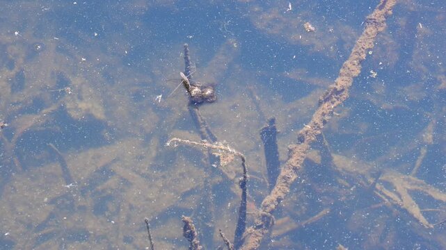 water striders or Gerridae moving across the surface of a tranquil pond