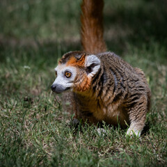 Fototapeta premium Male Crowned Lemur Sitting on Grass