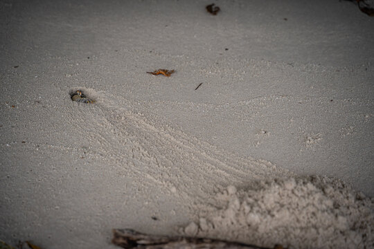 View of a small crab emerging from its hole in the fine white sand with visible tracks on a tropical beach in Dhigurah, Alif Dhaal Atoll, Maldives.