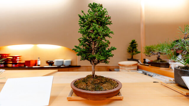 Serene bonsai centerpiece in a Tokyo Japanese restaurant
