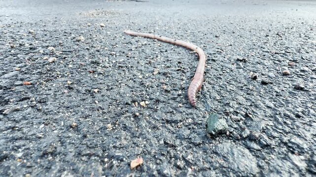 An earthworm moves along a damp, textured asphalt road. The surface is glistening with small pebbles scattered around the creature.