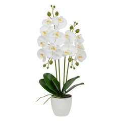 Fototapeta premium Beautiful white orchid plant in a ceramic pot
