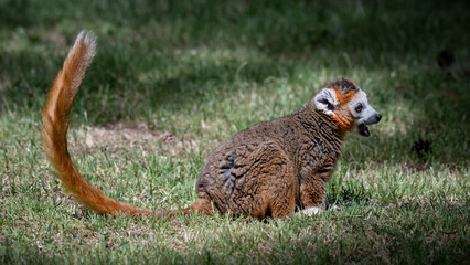 Male Crowned Lemur Sitting on Grass © Ian