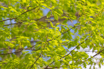 Fototapeta premium Tender green leaves above walking path with dappled light and shallow focus, tranquil park atmosphere inviting outdoor leisure, nature connection and quiet reflection