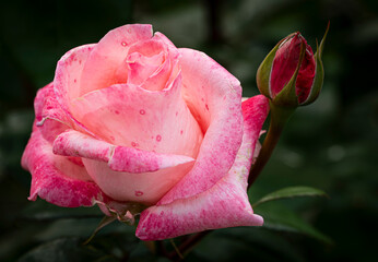 Róża francuska (Rosa gallica L.). Gallic rose. © tom