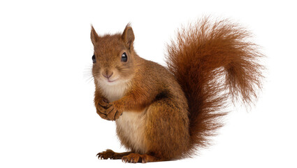 Red squirrel with bushy tail sitting on white © Maria