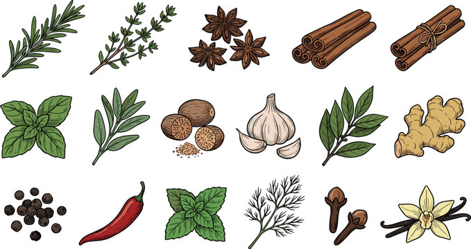 Hand Drawn Culinary Herbs and Spices Vector Set Featuring Rosemary Thyme Cinnamon Garlic Basil Ginger Chili and Vanilla for Kitchen Branding Designs