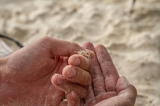 View of a tiny white crab held in sandy hands on a tropical beach in Dhigurah, Alif Dhaal Atoll, Maldives.