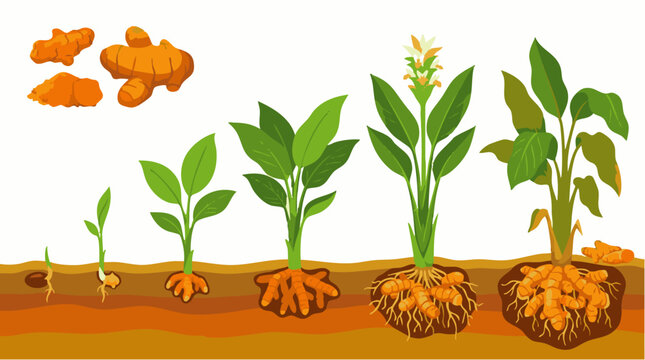 Turmeric plant growth stages, from seed germination and sprout development to flowering plant with underground rhizome root system