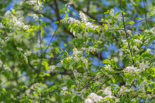 Vivid floral display. Dense blooms with lush landscape. Rich clusters of flowers enhance vibrant scenery. Colorful array of blossoms forms lively garden scene full of life